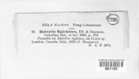 Radulidium epichloes image